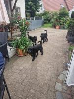 Bild "IMG-20250810-WA0019.jpg"