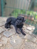 Bild "IMG-20250810-WA0022.jpg"