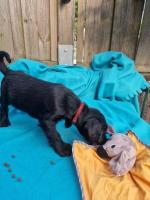 Bild "IMG-20250810-WA0028.jpg"