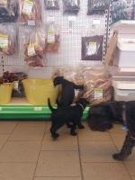 Bild "IMG-20250810-WA0040.jpg"