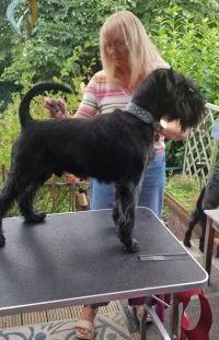 Bild "Warum Schnauzer:Tina_k2.jpg"